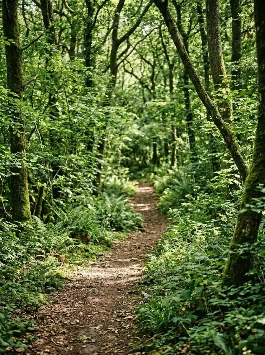 An empty dirt path winds through a lush green forest with tall trees and thick foliage.